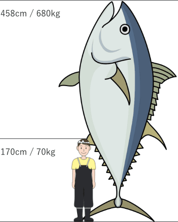 最大記録の大西洋クロマグロの成魚（全長458cm・体重680kg）と一般男性（身長170cm・体重70kg）の比較